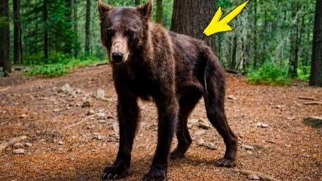 Дед Егор кормил худого медведя три месяца в суровую зиму . А что произошло дальше тронуло всех до глубины души