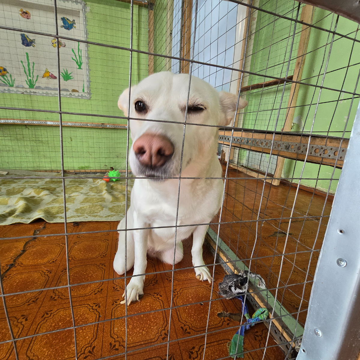 Белый нос у решетки, глаза полны надежды