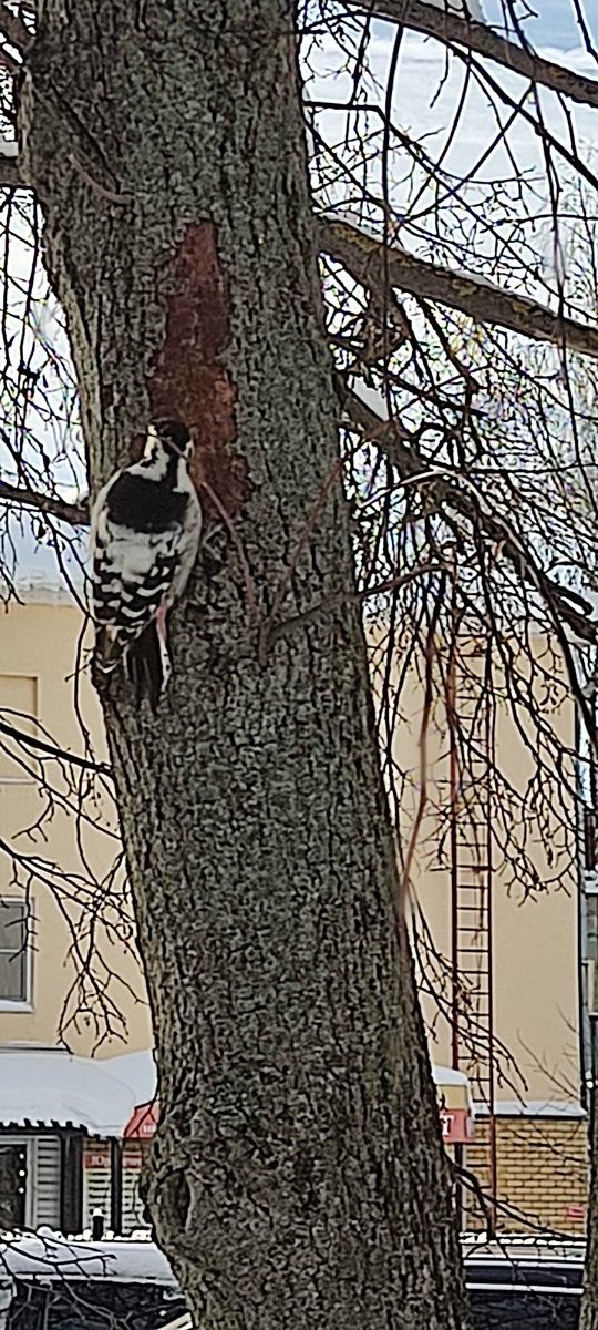 Дятел в городе)