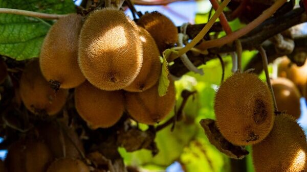    © РИА Новости Крым . Дмитрий Макеев