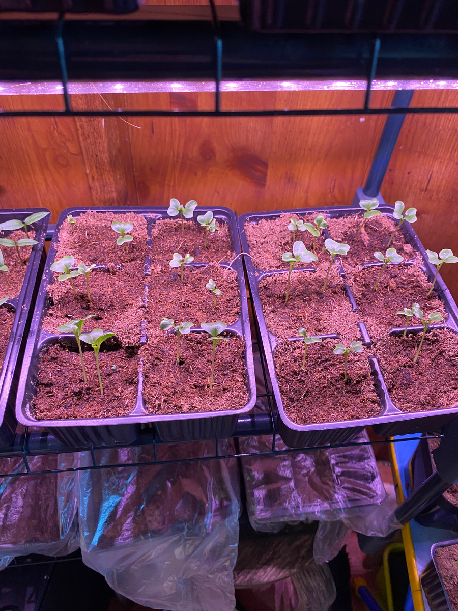 Недельная рассада, сажала 7-го марта, сегодня 14-е.