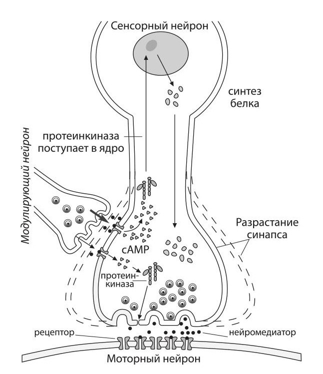 Иллюстрация взята из книги Александра Маркова "Обезьяны, нейроны и душа"