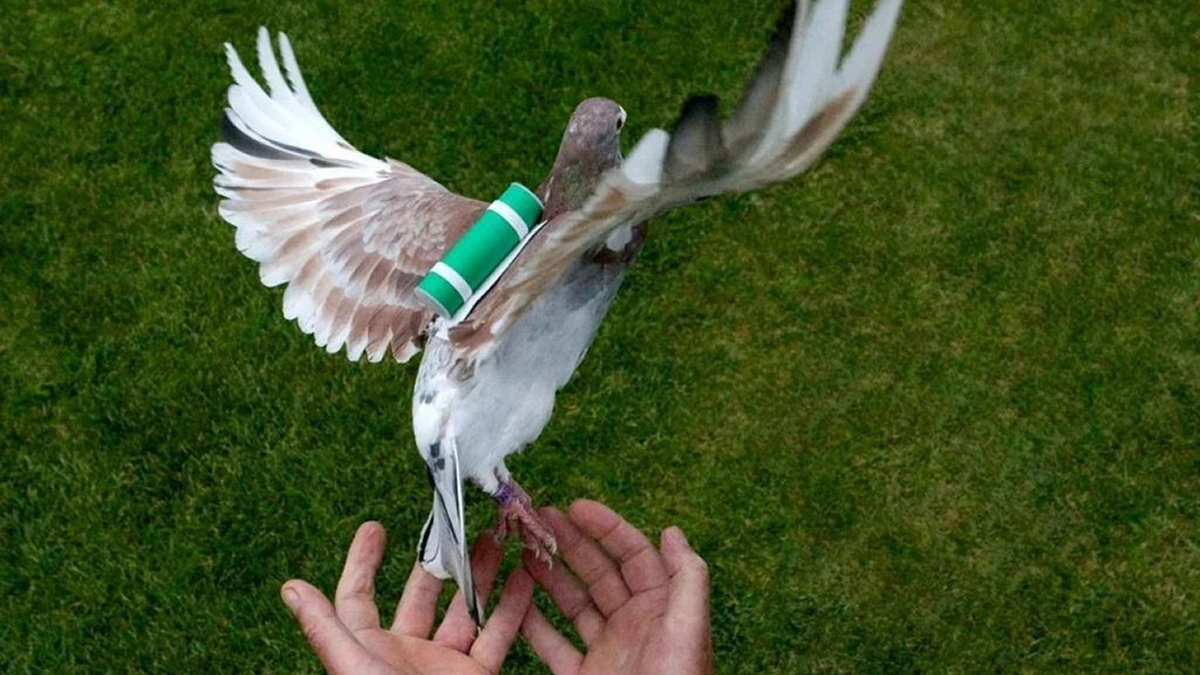 До голубиной почты дело не дойдёт