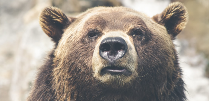 С медведями на Камчатке тоже не всё так однозначно / фото: pxhere.com