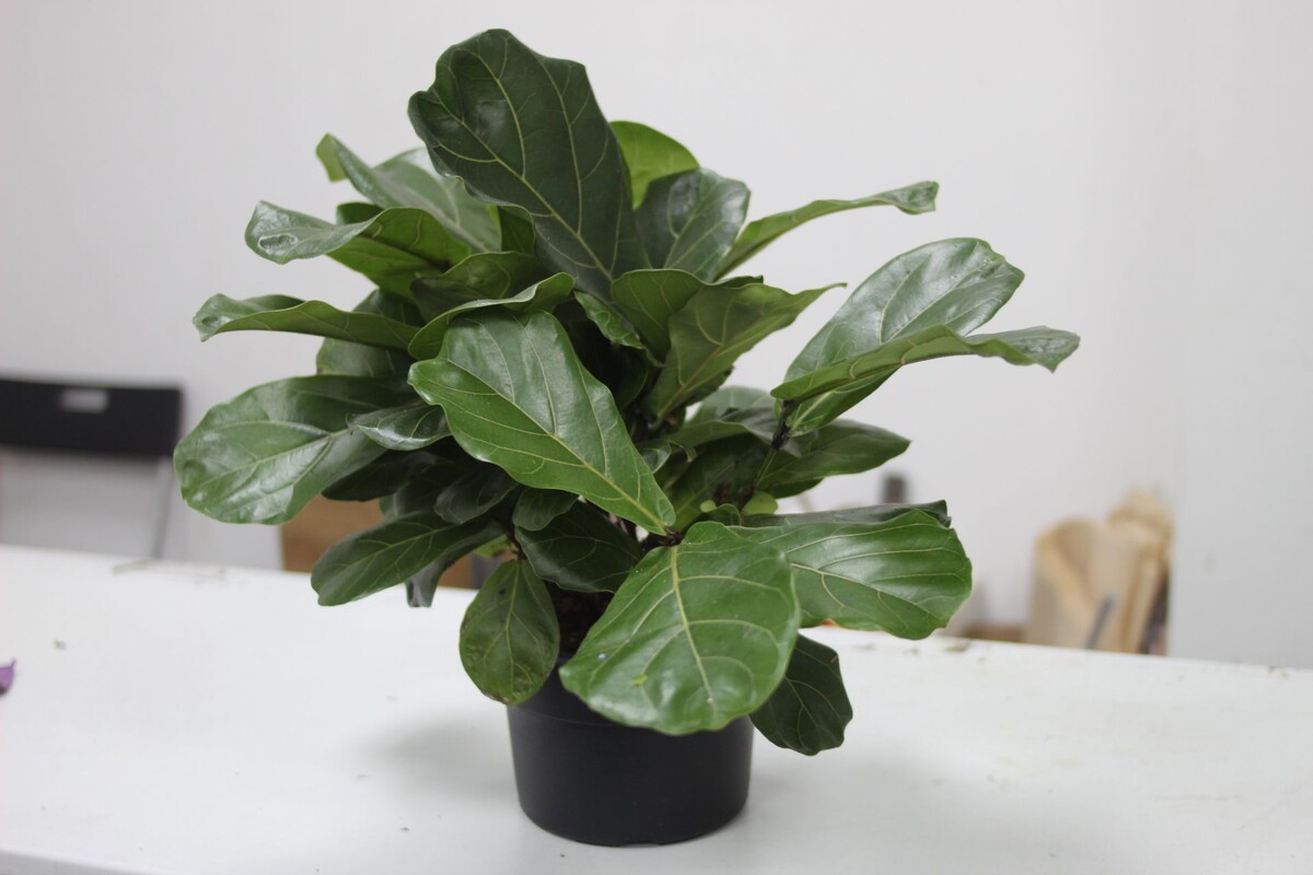 Источник фото: ozon.ru