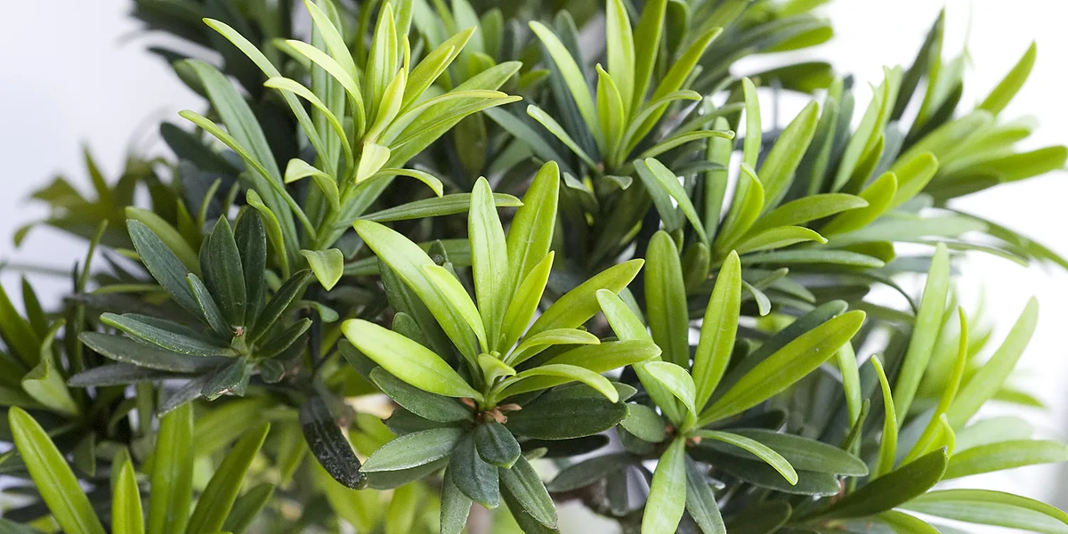 Источник фото: swissotelsochi.ru