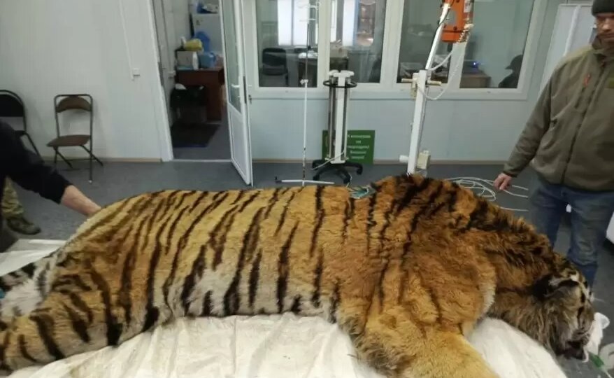 На теле тигра-людоеда обнаружено огнестрельное ранение
