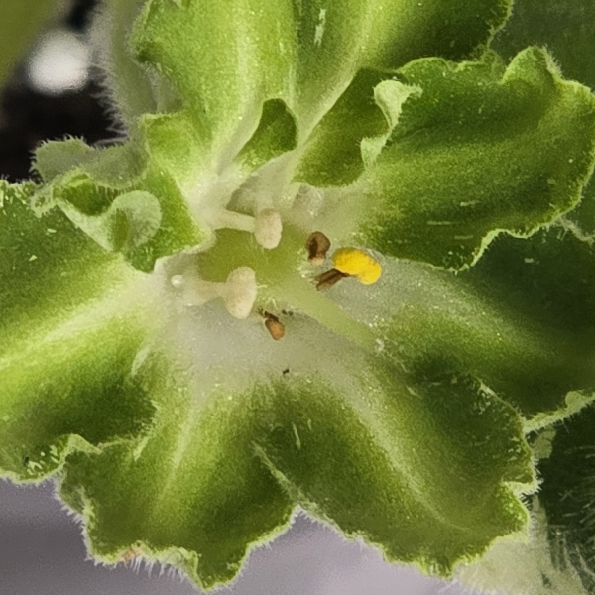 Ф-Чистый Изумруд