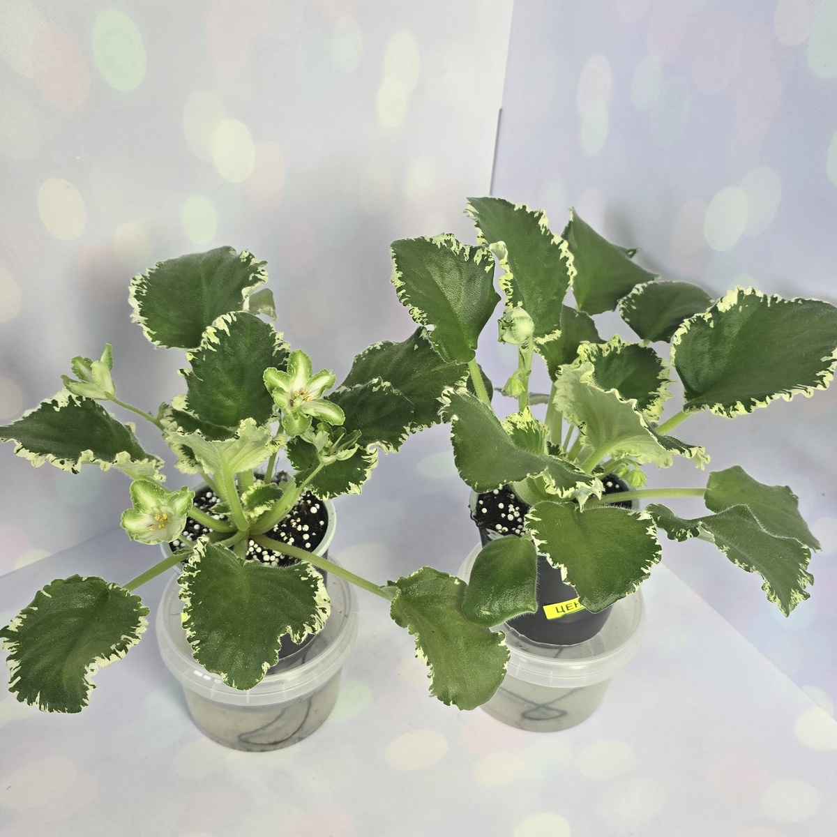 Ф-Чистый Изумруд