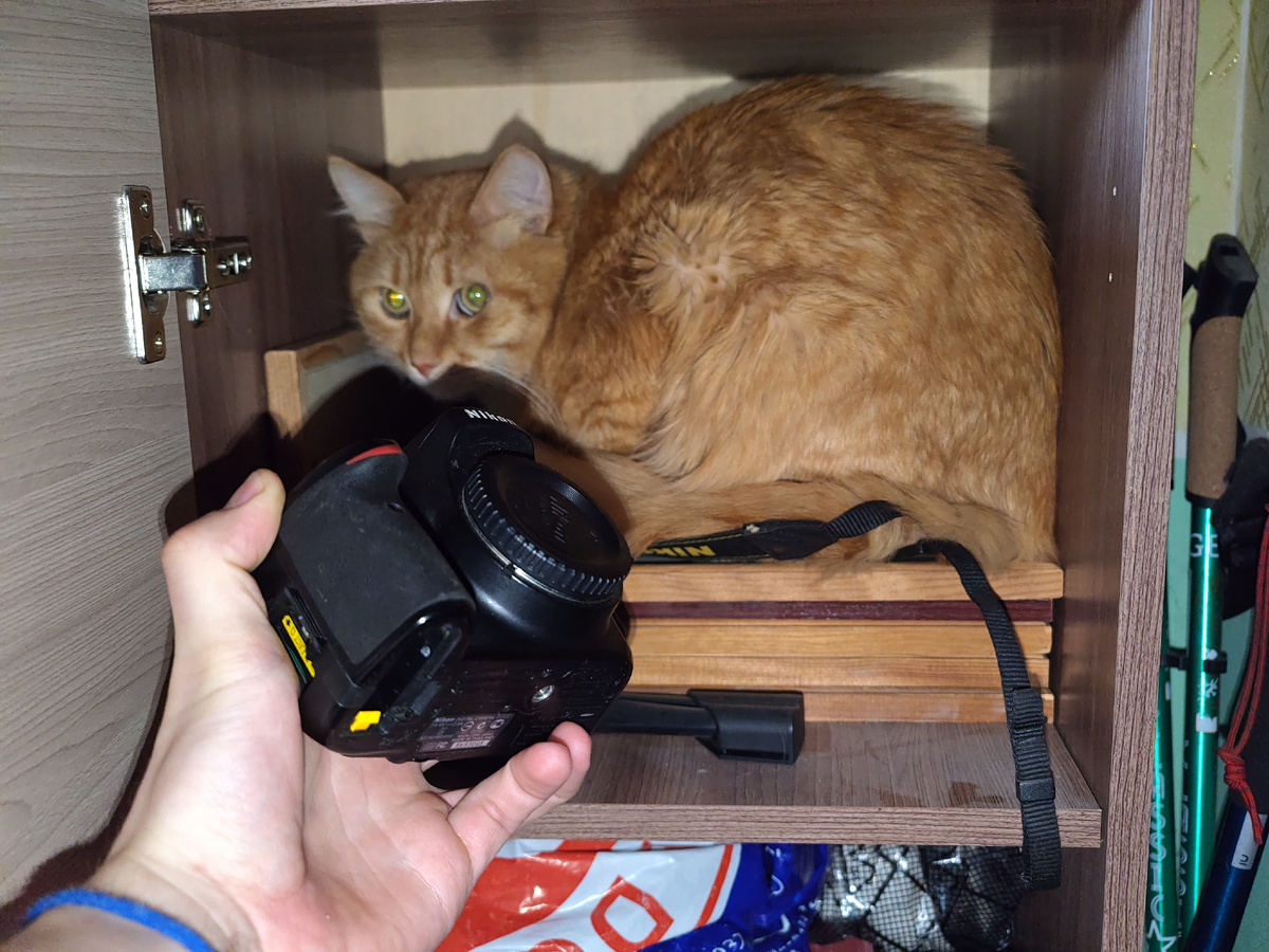 Вот буквально вырвал из этих рыжих лапишь