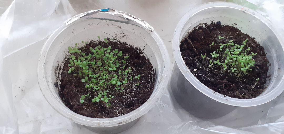 КАК РАЗВИВАЕТСЯ РАССАДА ЛОБЕЛИИ,ПОСАЖЕННАЯ В ФЕВРАЛЕ.