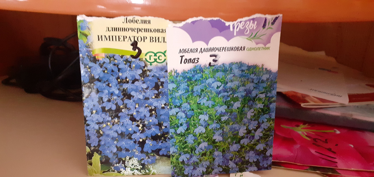 ЛОБЕЛИЯ В СИНЕ-ГОЛУБЫХ ТОНАХ.