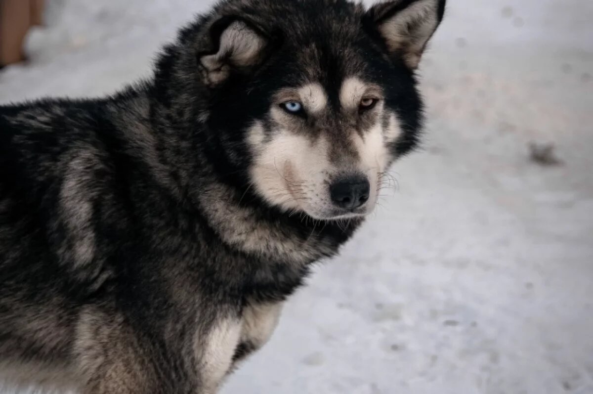    Трое в больнице с жуткими ранами.