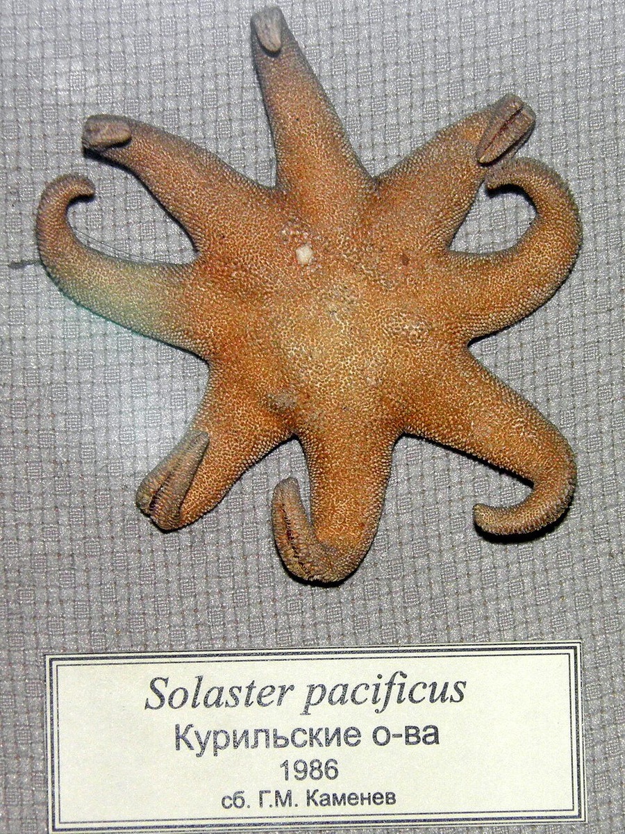    Solaster pacificus или тихоокеанский солнечник Дьяконова
