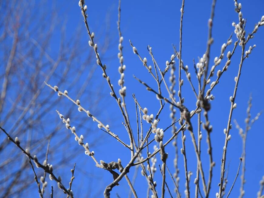 мэрия Казани