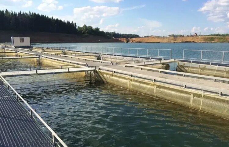    Фото: Министерство лесного хозяйства, охраны окружающей среды, животного мира и природных ресурсов Приморского края