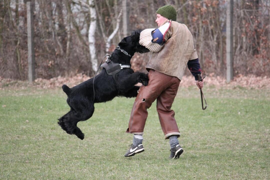 Работает ризеншнауцер