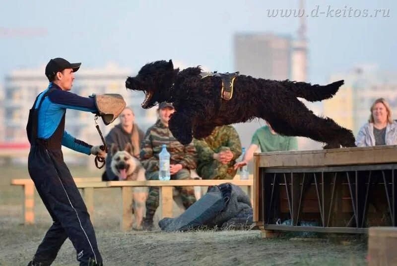 Атака черного терьера