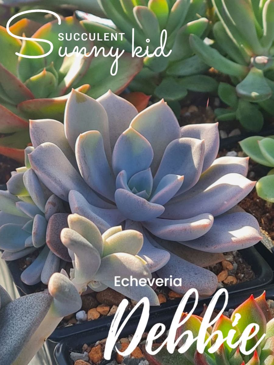 Родители Graptoveria ‘Debbie’ 