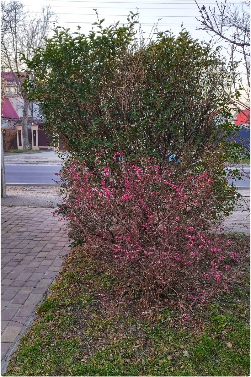 Розовый снежноягодник (Анапа, 12 марта 2026)