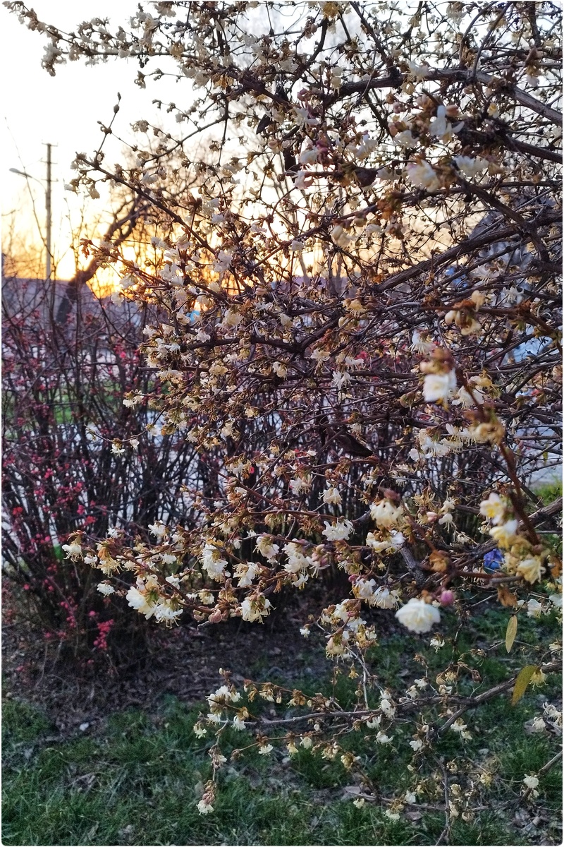 Цветущая жимолость (Анапа, 12 марта 2026)