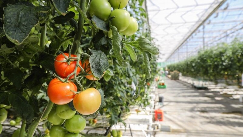      Фото: ИА "Победа26"