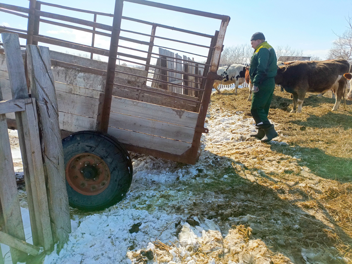 Новый хозяин приехал. 