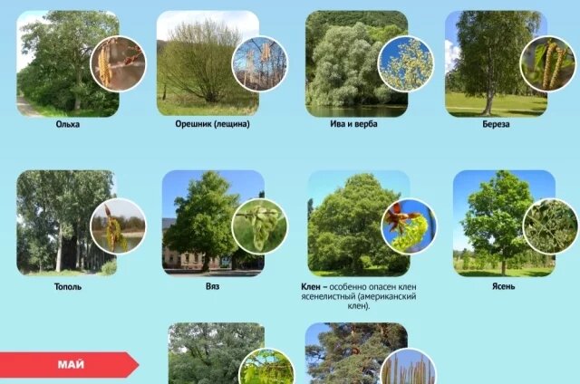    График цветения деревьев-аллергенов в 2026 году