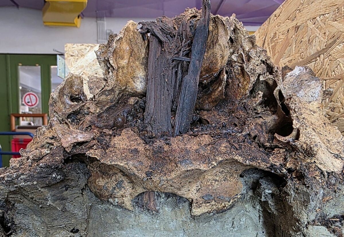    Череп тура на деревянном столбе / © Schloss Gottorf, Corinna Mayer, Museum of Archaeology