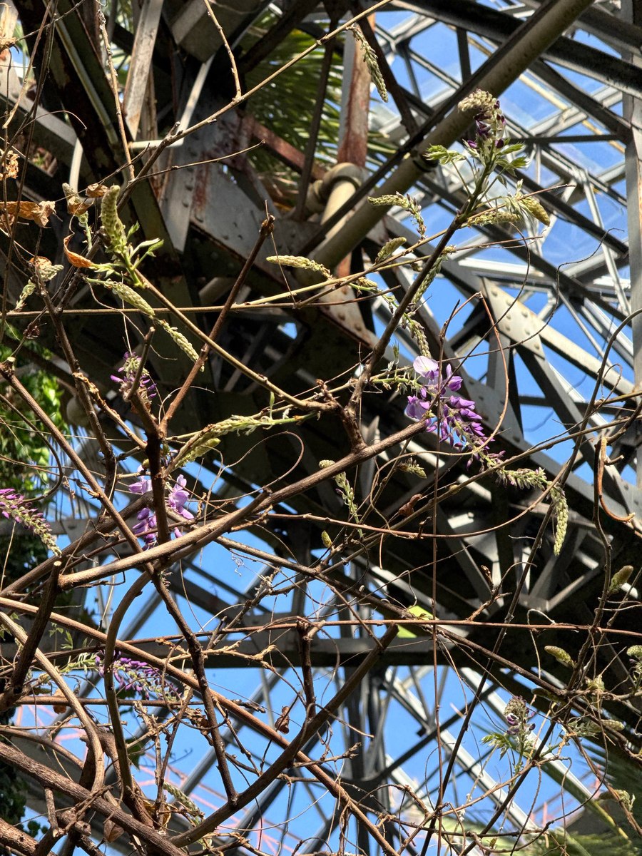Фото: Ботанический сад Петра Великого 
