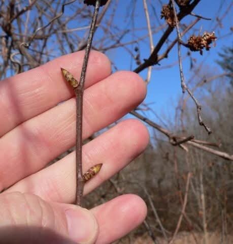 Услуги Агрономов по обрезке плодовых деревьев на дачах Москвы и МО заказать по т. 8 495 669 52 23 или на сайте https://obrezka-sada.ru