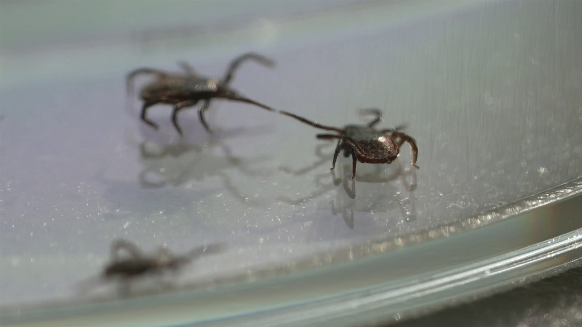    Первый канал