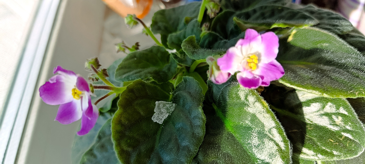 Фото автора. Фиалка расцвела 