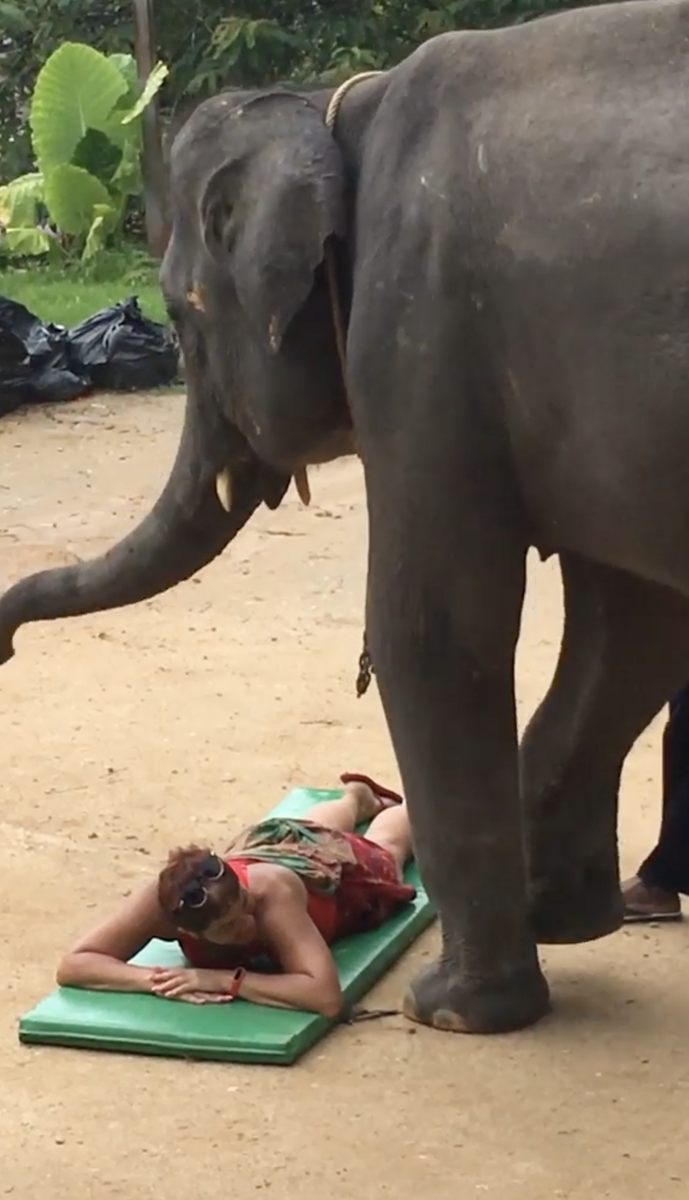 Слон Пхукет