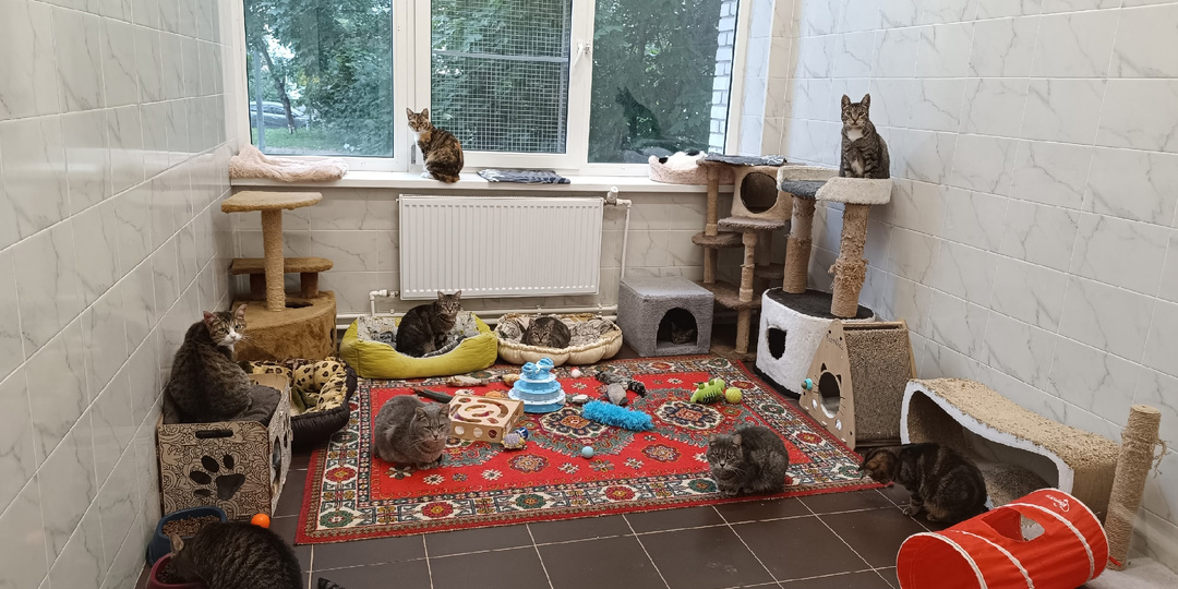 Приходите в гости к котикам 💝