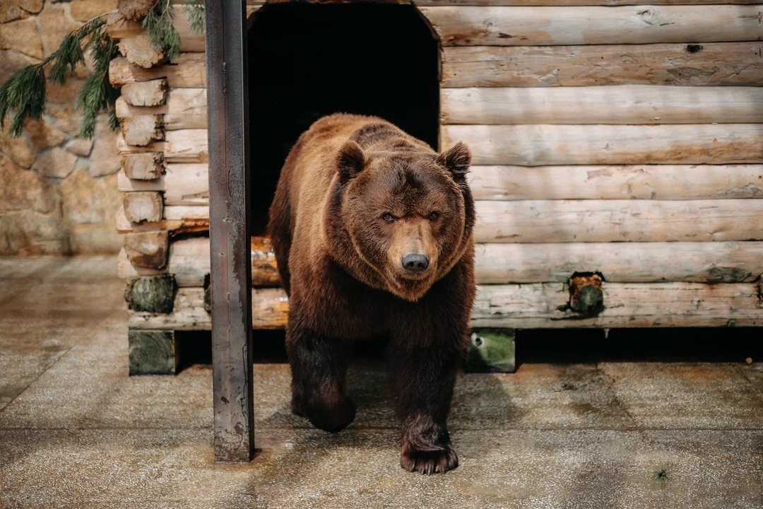 Медведь Малыш. Фото Егора Голубкина
