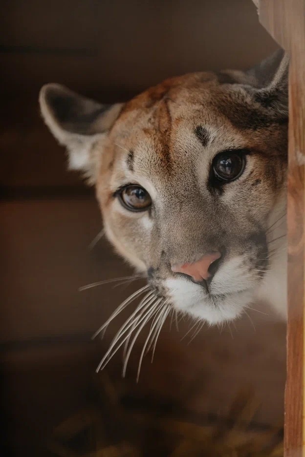 Пума Цера. Фото Егора Голубкина