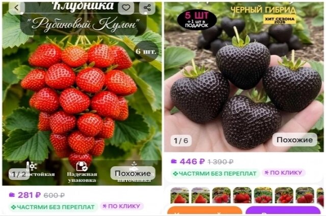    Как вам такие гроздья клубники? Фото: Коллаж АиФ