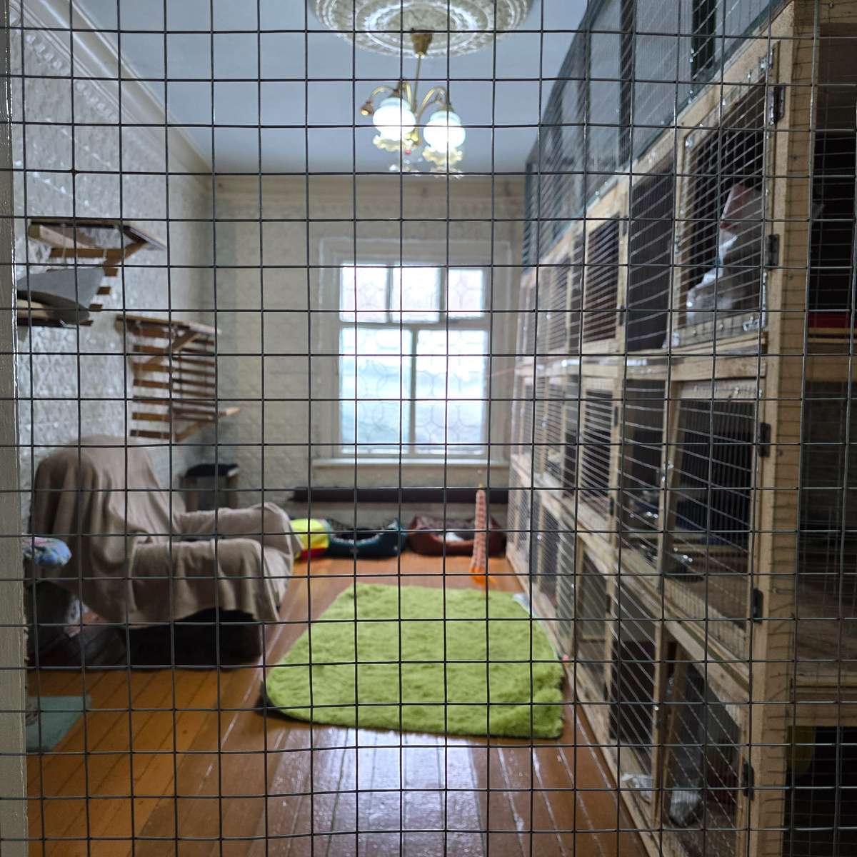 сквозь решётку полный молчаливого отчаяния