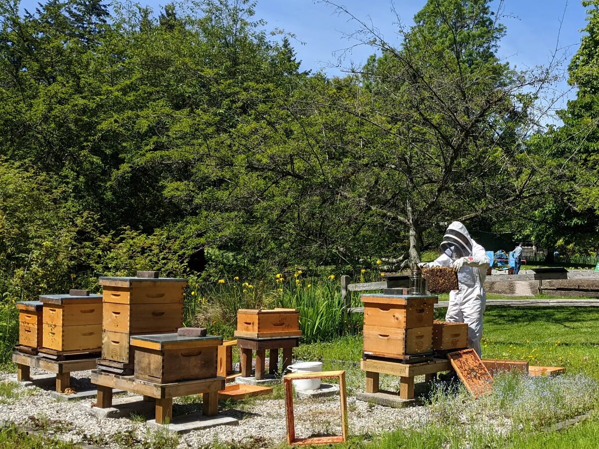 Пчеловодство в северных регионах страны