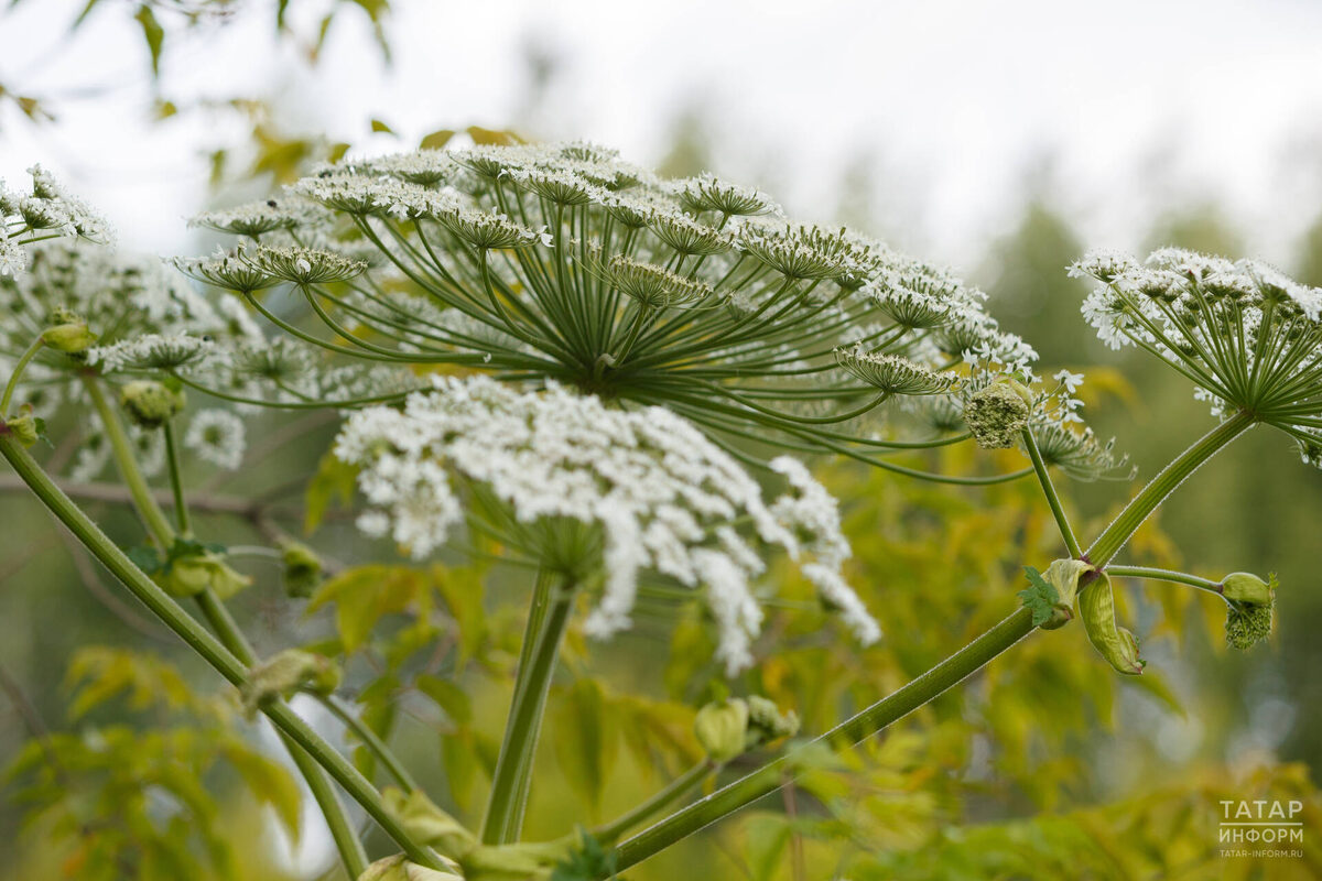 Фото: © Владимир Васильев / «Татар-информ»