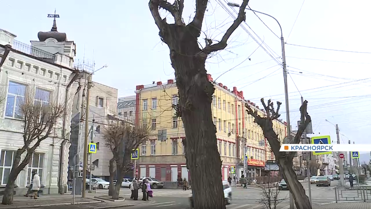     Больше 60 деревьев спилят в центре Красноярска этой весной
