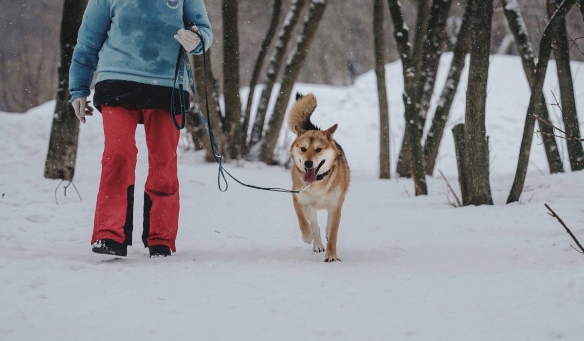 Арбат на прогулке с волонтёром