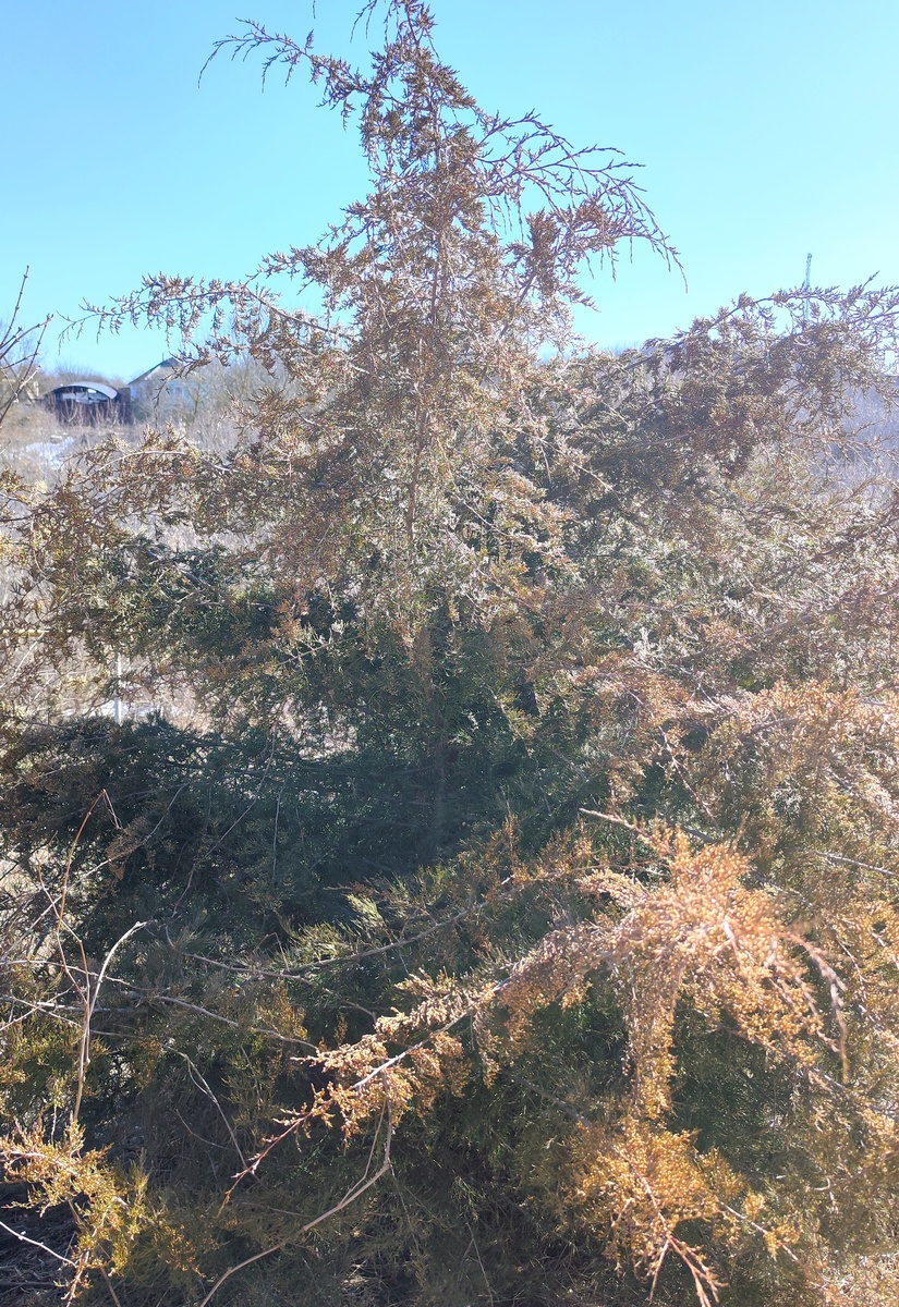 Можжевельник виргинский 