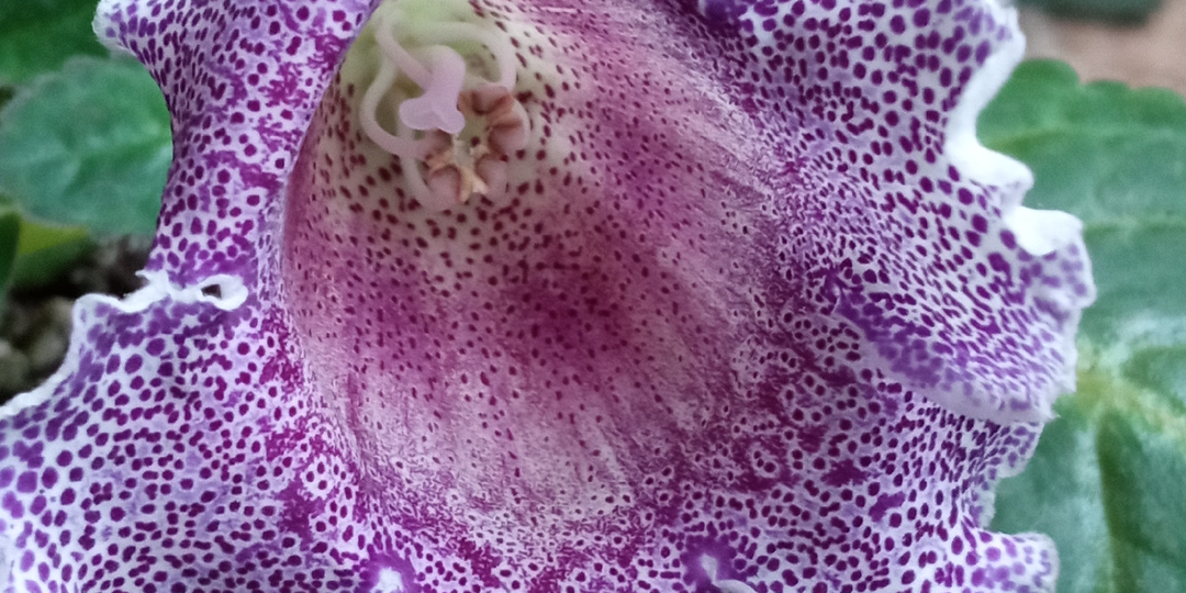 Весна идет, цветы цветут!