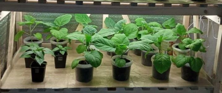 Пришло время:семена показываются из земли, рассада уже набирает первый настоящий лист или только семядольки и очень хочется чтобы на этом