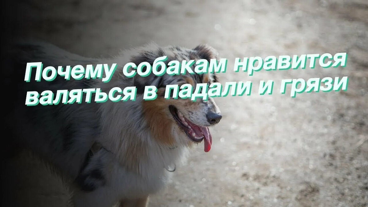 Фотография из интернета