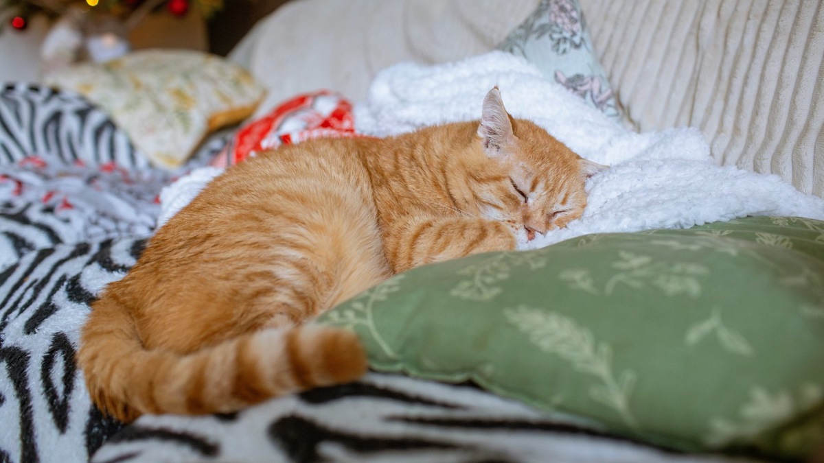    Фото несет иллюстративный характер