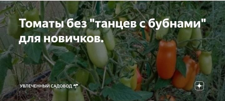 🍅Томаты без хлопот