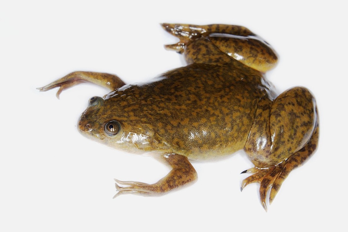    Гладкая шпорцевая лягушка Xenopus laevis подарила мышам ген регенерации без рубцов